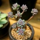 블루빈스 이미지