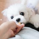 펫츠쿡 이미지
