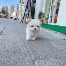 몽냥몽냥 | 말티푸 분양 후기 🐶｜몽냥몽냥김포점