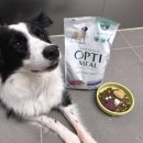 가수 | 옵티밀 스몰브리드 오리 후기, 강아지가수분해사료로 소화 걱정 줄였어요