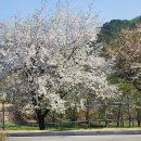한국수력원자력㈜한강수력본부 | 춘천 춘천댐 주차장 입구 벚꽃길