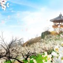 (80) 당근 마켓에 나타난 매화꽃 이미지