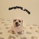 애견미용실 이미지