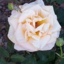 니가 참 좋아 이미지