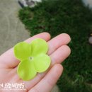 향기뜰플라워 이미지