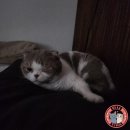 교동약국 | 교토역 돈키호테 쇼핑 후기 | 아라시야마 딸기 모찌부터 돈키호테 교동이 굿즈 추가 구경 까지 🍓🛍️