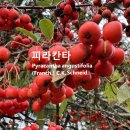 피라칸타 선양소주 Sungyang 야생화를 찾아서(646) 이미지