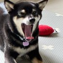 소노펫 스쿨 이미지