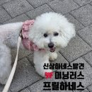 안나애견 | 강아지 하네스 추천🎀 2026 메가주에서 발견한 미닝러스 안나 하네스 후기