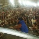 대비농장2 이미지