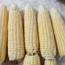 마서농장 이미지