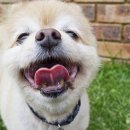 강아지영토 이미지