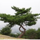 에스라인 Daum카페