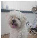 더 편하개 이미지