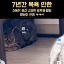 7년간 목욕 안 한 길냥이 냄새를 맡은 집냥이 이미지