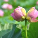 눈부신아침 이미지