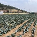 미래농업교육관 | 제주 올리브농사 시작 준비 | 설명회 후기와 계획