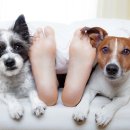 스테이펫_호텔 이미지