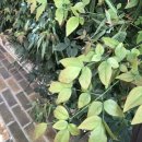 유니돈까스 이미지