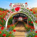 #47. 원주 용수골 양귀비 축제 기본 정보 및 아이와축제&amp;계곡 즐기기 (+현지인 맛집)