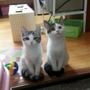 너 나 우리 Daum카페