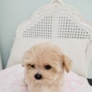 은하수펫샵 이미지