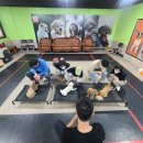 하울 애견 유치원 이미지