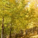 은행나무가든 이미지