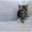 강아지와 고양이 이미지