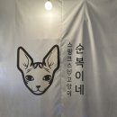 천안이색데이트로 추천하는 천안 스핑크스 고양이카페_순복이네(고양이분양 및 고양이호텔도 가능)