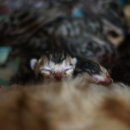 효민님의 뱅갈고양이 이미지