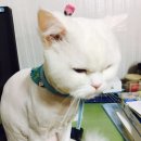 멍멍이랑 사랑하기 이미지