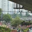 서울중랑경찰서 | 2024서울중랑장미축제 솔직후기(비추) : 5/20 방문 개화현황, 주차장추천, 실시간영상포함