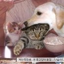 멍멍이 - 서천군 장항로 168-2 | 멍멍이