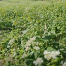 산속의정원 이미지