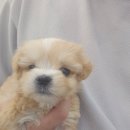 댕댕프렌즈 이미지