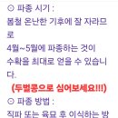 콩새알