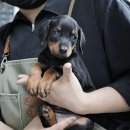 버디독 강아지분양 안심분양센터 서울 영등포점 이미지