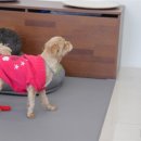 왈왈애견 이미지