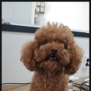 더 편하개 이미지