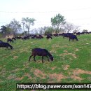 청파농장 이미지