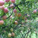 낙원농장 이미지