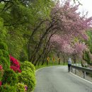 ◆(사진)경희대국제캠퍼스 겹벚꽃 &amp; ◆봉은사 연등 이미지