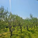 수동목장 이미지