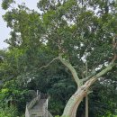 무궁화횟집 이미지