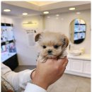 개키우는남자 강아지분양 대구본점 이미지