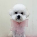 땡글하개 이미지