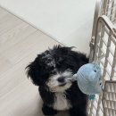 퍼피&피쉬 | 힐스 신제품 초소형백 퍼피 스몰 앤 미니, 새끼 강아지 먹기 좋은 사료