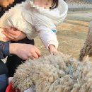 이가목장 | 양평 아기랑 함께 갈만한 곳, 양평양떼목장 (20개월 2살 방문후기)