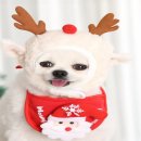 코디애견샵 이미지